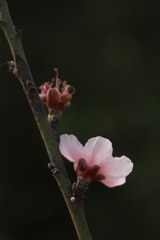 IMG_9919g