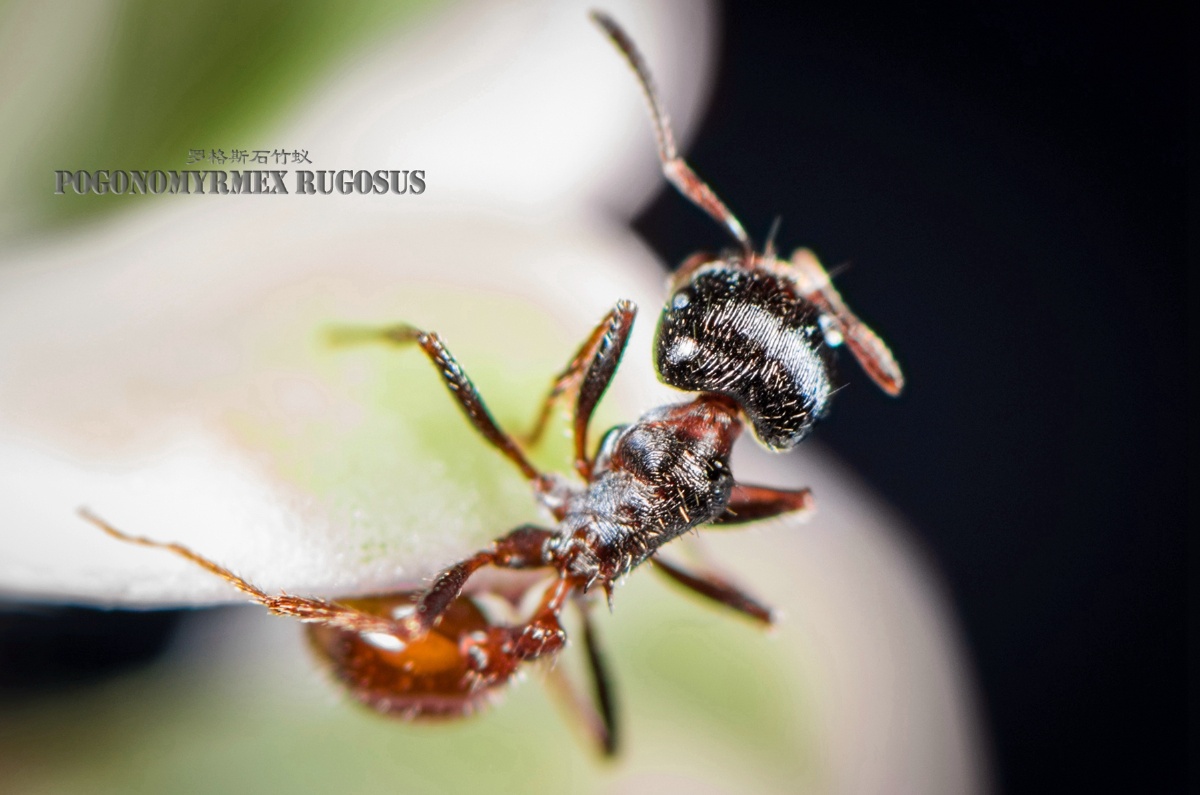 罗格斯石竹蚁