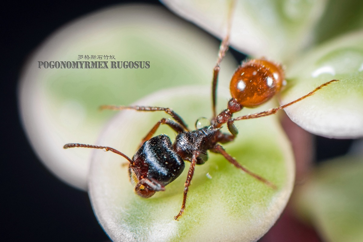 罗格斯石竹蚁