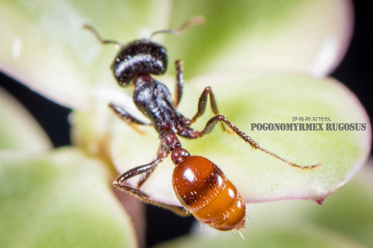 罗格斯石竹蚁