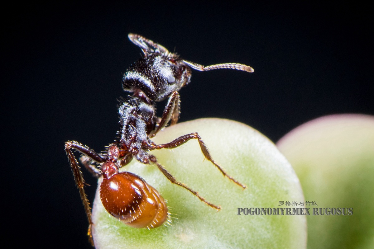 罗格斯石竹蚁