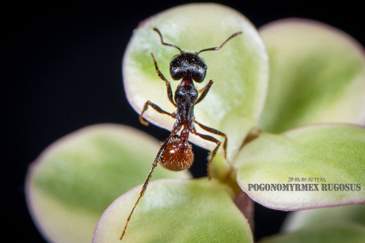 罗格斯石竹蚁 - 乔子joe - 图虫
