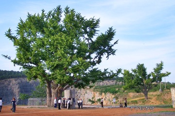 4千年银杏树