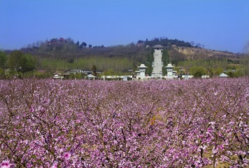 桃花盛开的保安山景区