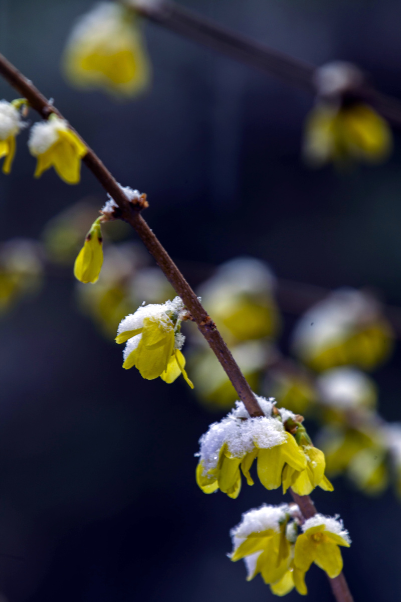 雪中腊梅香