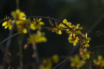 _DSF0455