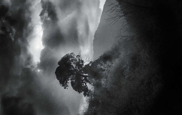 一棵树