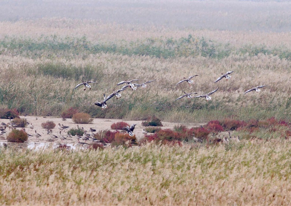 黄河出海口湿地迁徙的大雁