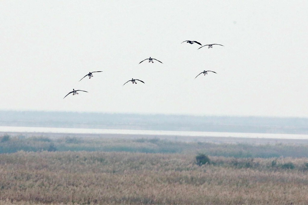 黄河出海口湿地迁徙的大雁