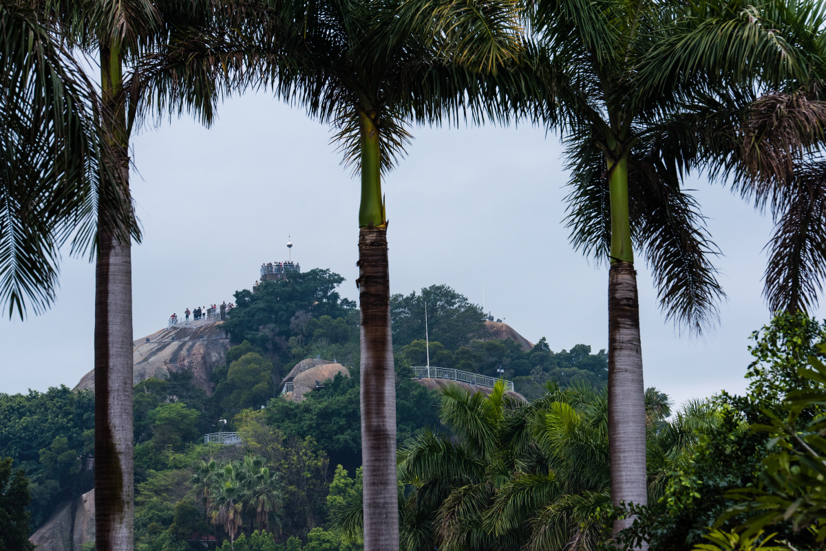 厦门市鼓浪屿的椰子树和日光岩 - 马汉 - 图虫