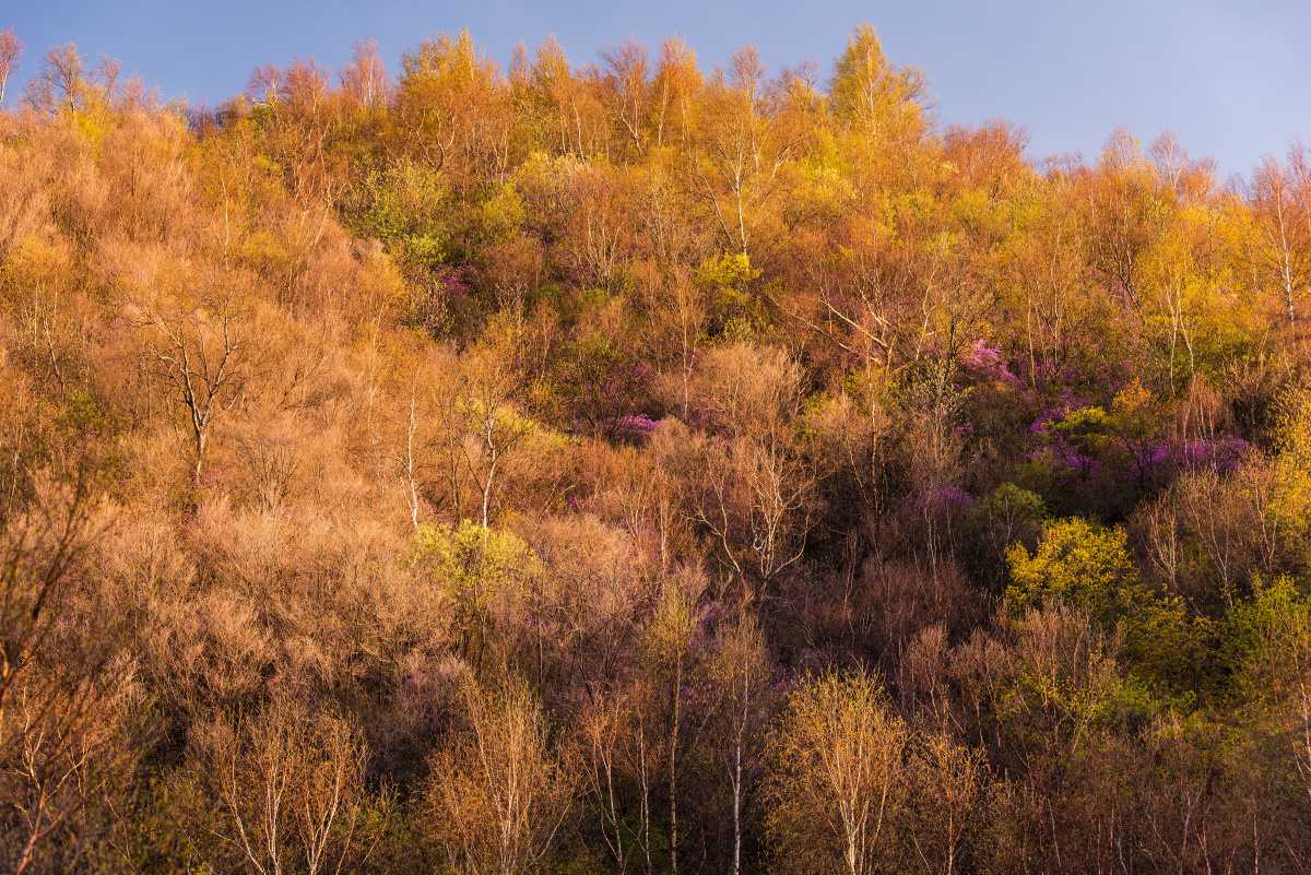 张家口市蔚县孟涞线上春天姹紫嫣红的山坡