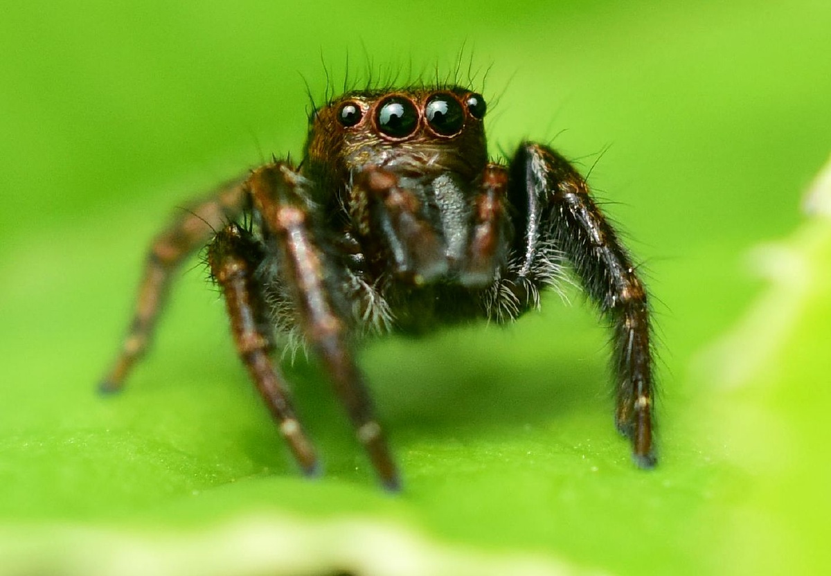 跳珠- 腾云 - 图虫