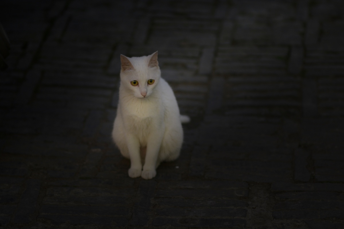 夜晚南长街的一只小猫看着好像有些心事