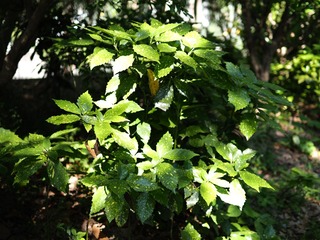P5180152