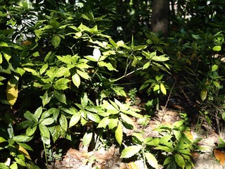P5180151