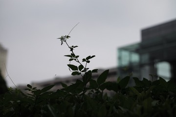 L1008607