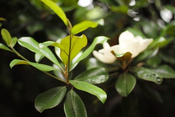 L1008596