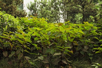 L1008618