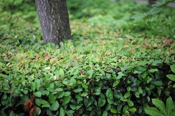 L1008826