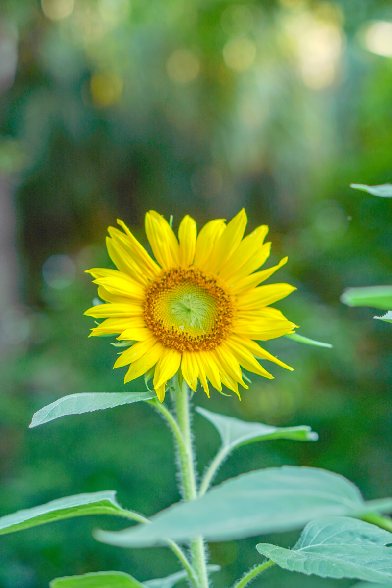 福州秋天里充满热情的向日葵