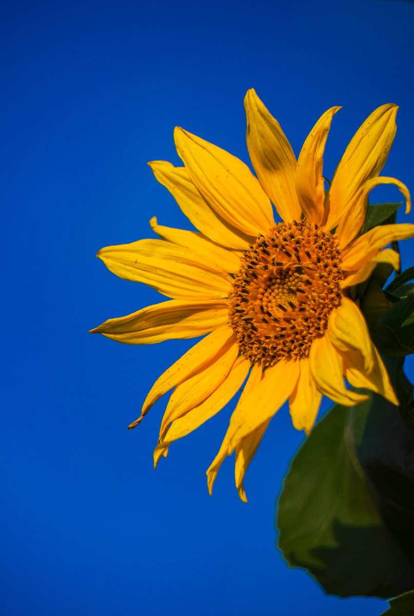 福州秋天里充满热情的向日葵