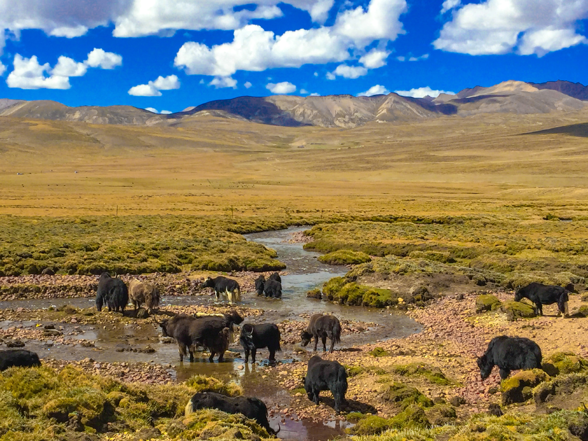 一群牦牛在蓝天白云下悠闲地吃草