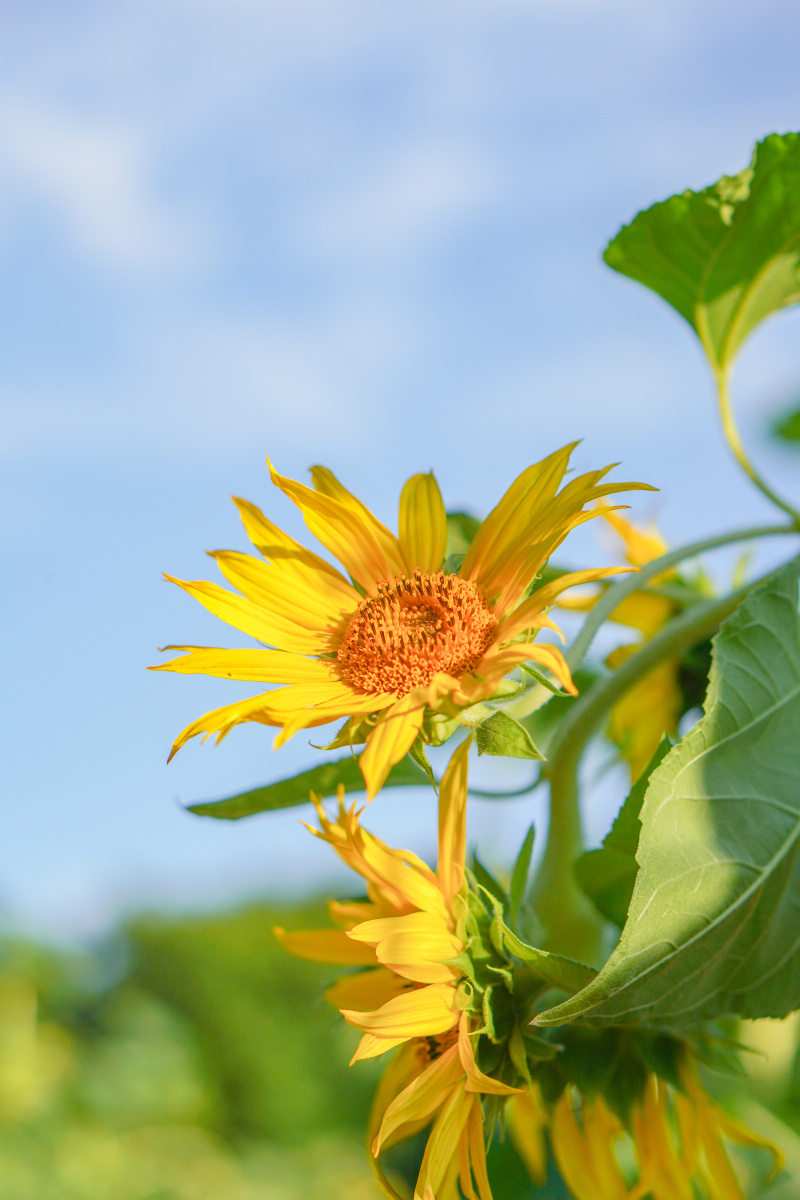 福州秋天里充满热情的向日葵