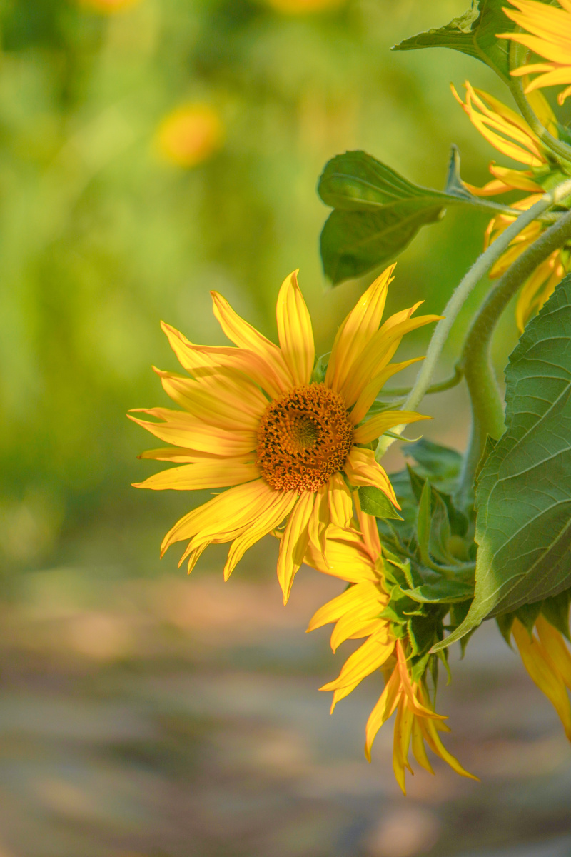 福州秋天里充满热情的向日葵