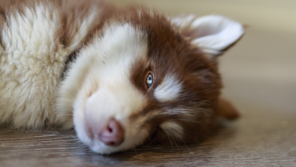 开 一只两个月大的哈士奇睁一只眼半睡半醒的困倦让人忍不住想抱抱他