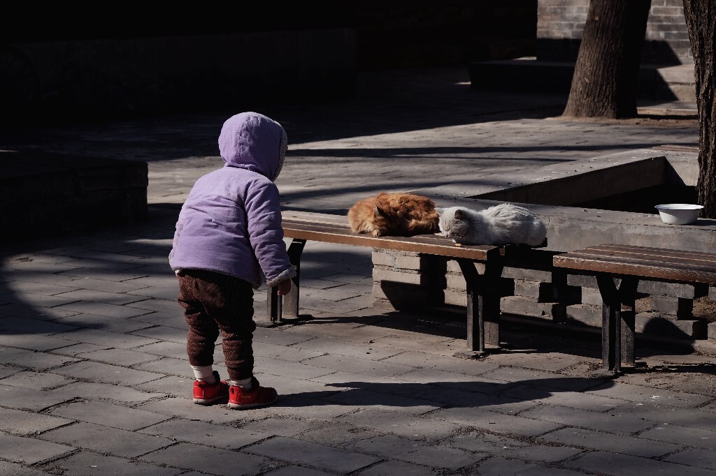 hello cat！