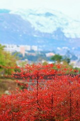 IMG_0330c