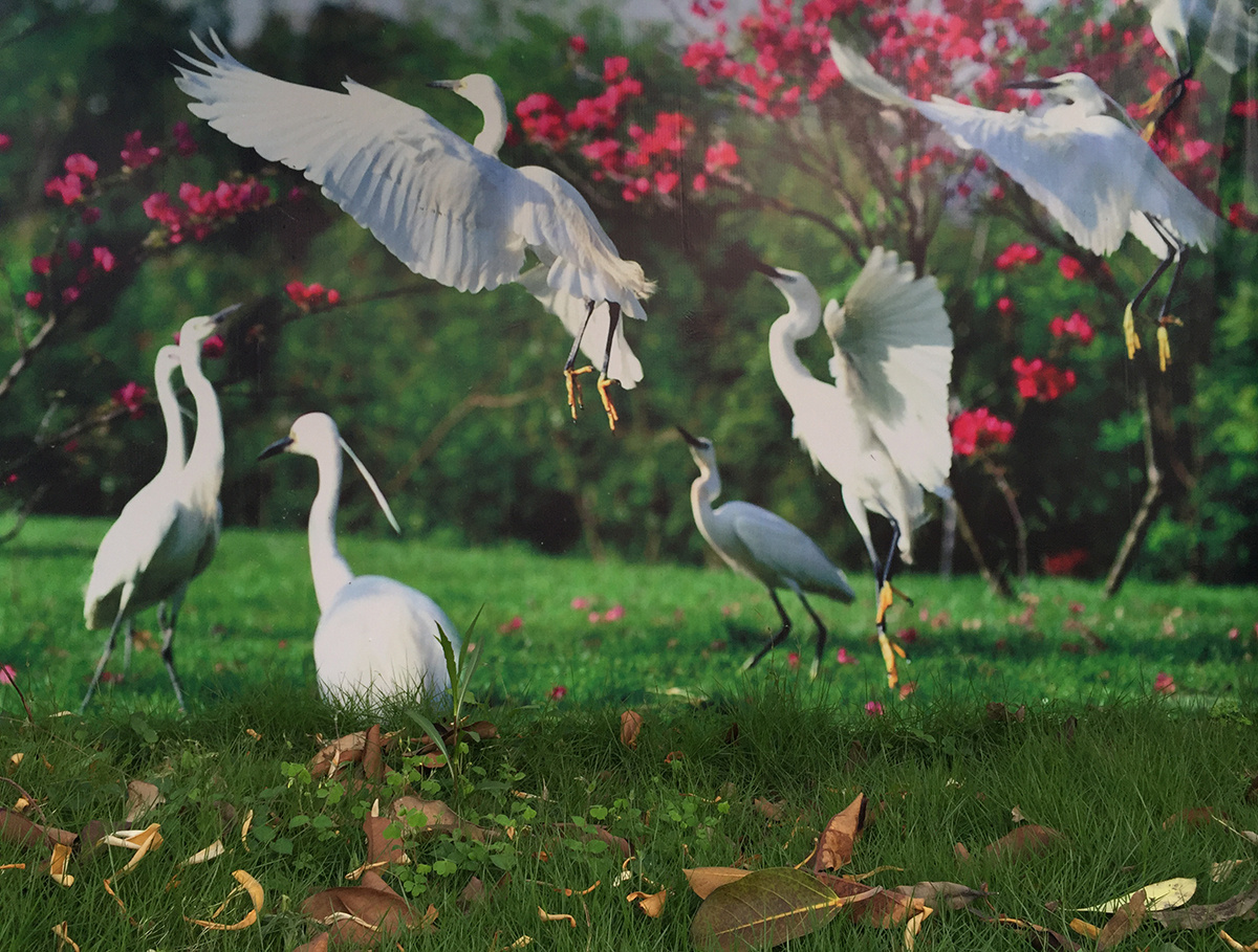 2016年4月28日,厦门曾厝垵,白鹭飞舞.