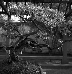 ZHOU Yang_A Garden 07