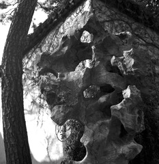 ZHOU Yang_A Garden 15