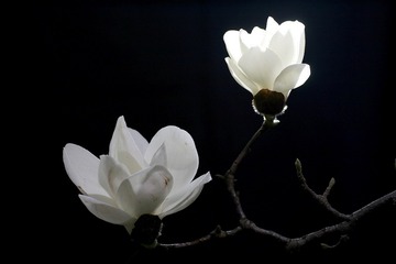 纯 洁