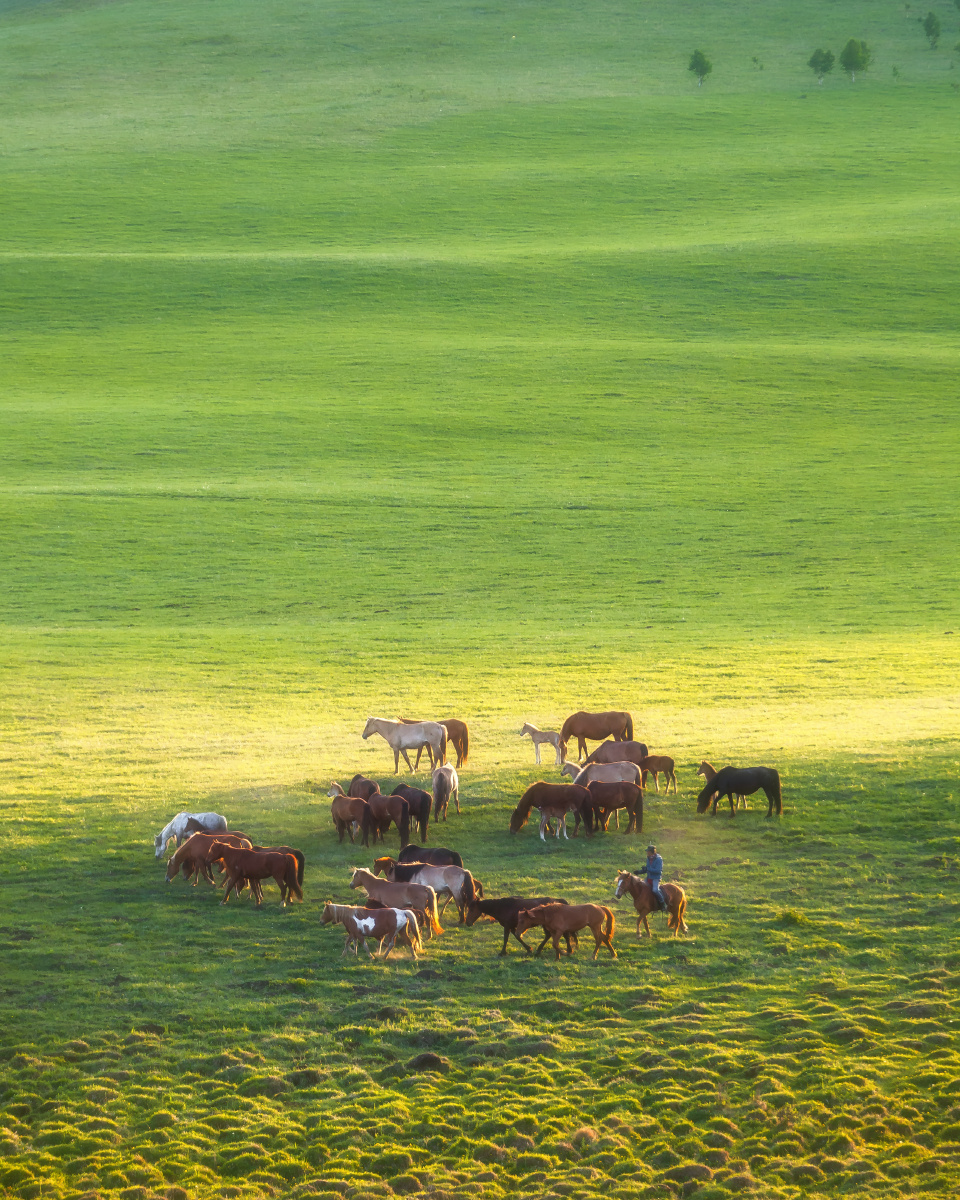 内蒙古赤峰坝上奔马
