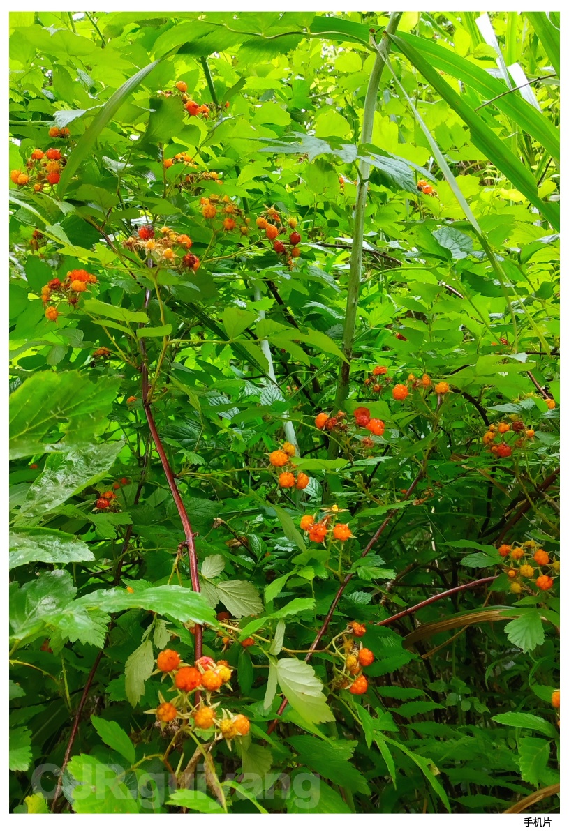 插田泡一种长在山坡地头的野生植物果实很小红彤彤的很可爱可作水果