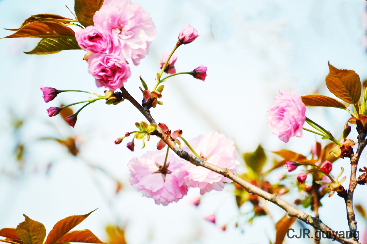 贝地樱花绽新容和风习习春暖花开住宅小区里的樱花迎春绽放好漂亮