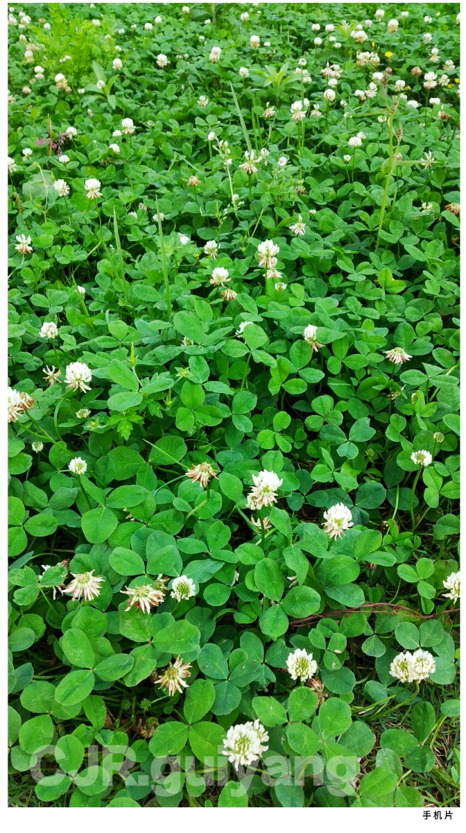 芳草萋萋手机拍摄不起眼的小花小草