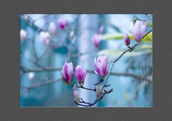 imgp2218_2《绰约》BK