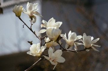 _SWT6065