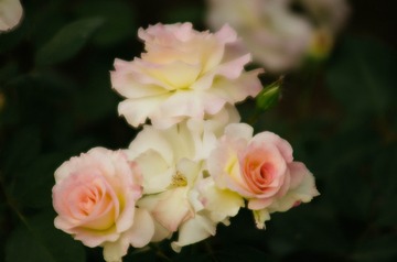 _SWT5687