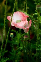 _IGP5359