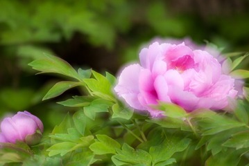 _IGP9973
