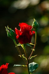 _IGP6158