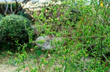 想 (19)