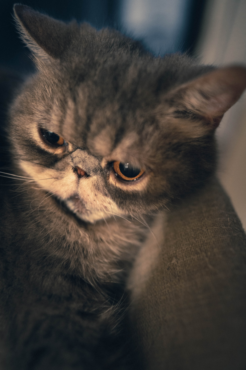 800_1200竖版 竖屏