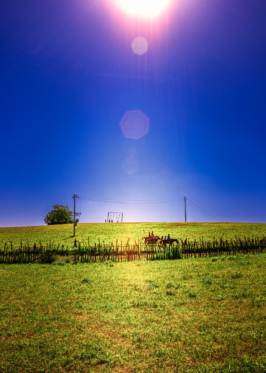 阳光照耀大草原