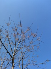1000244631