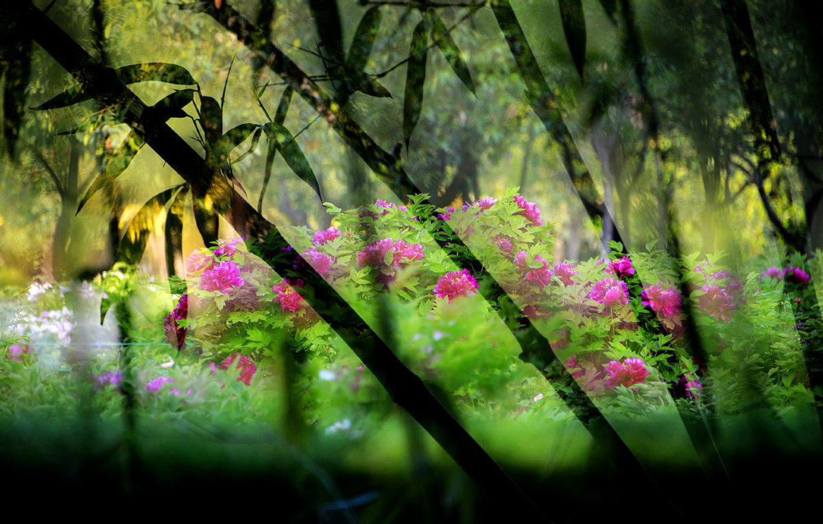 《一片竹影弄花香》 - 肖社会 - 图虫